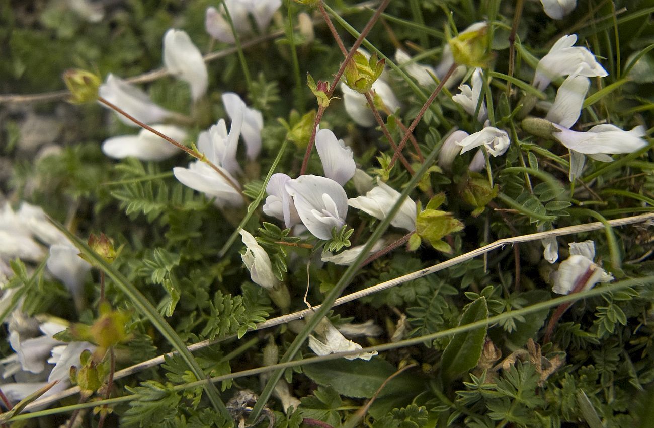 Изображение особи Astragalus levieri.