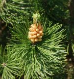 Pinus mugo