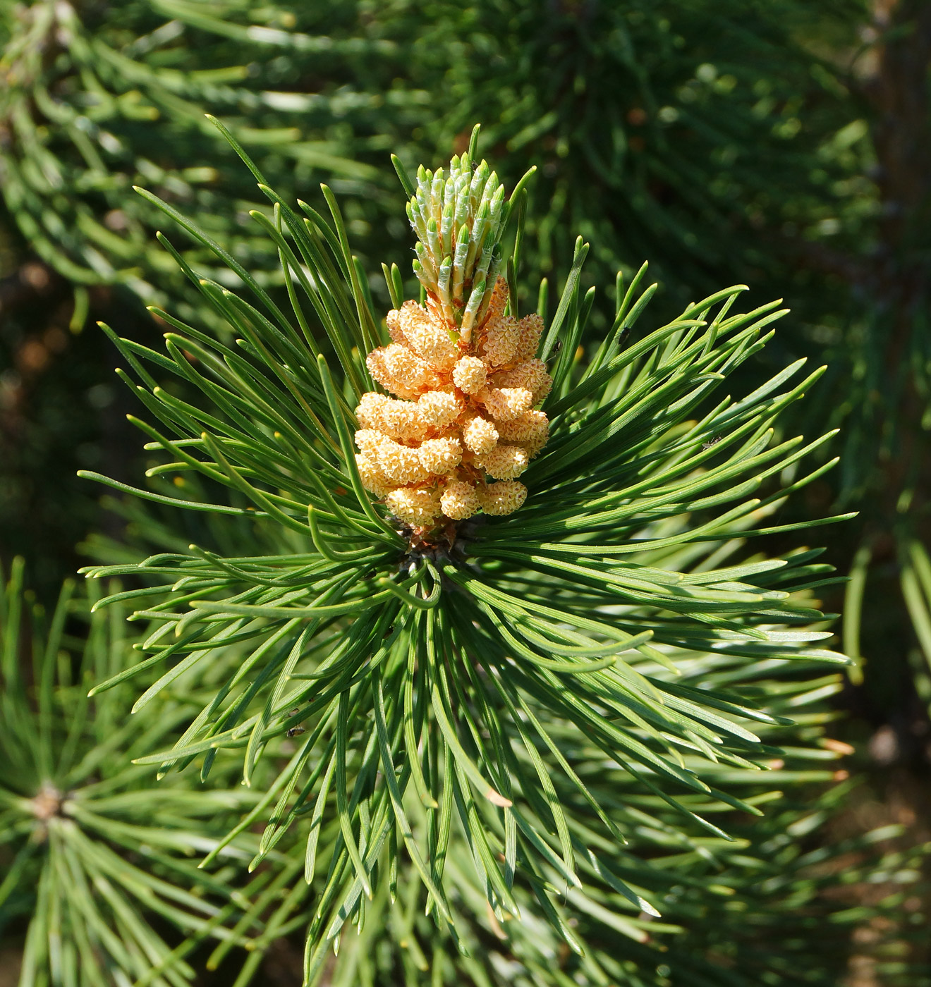 Изображение особи Pinus mugo.