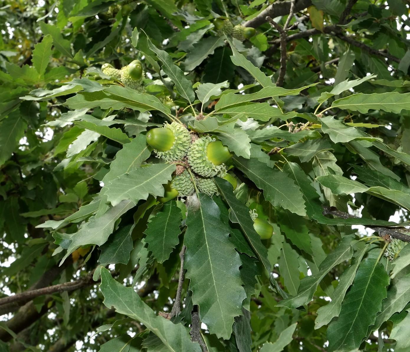 Изображение особи Quercus castaneifolia.