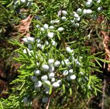 Juniperus virginiana