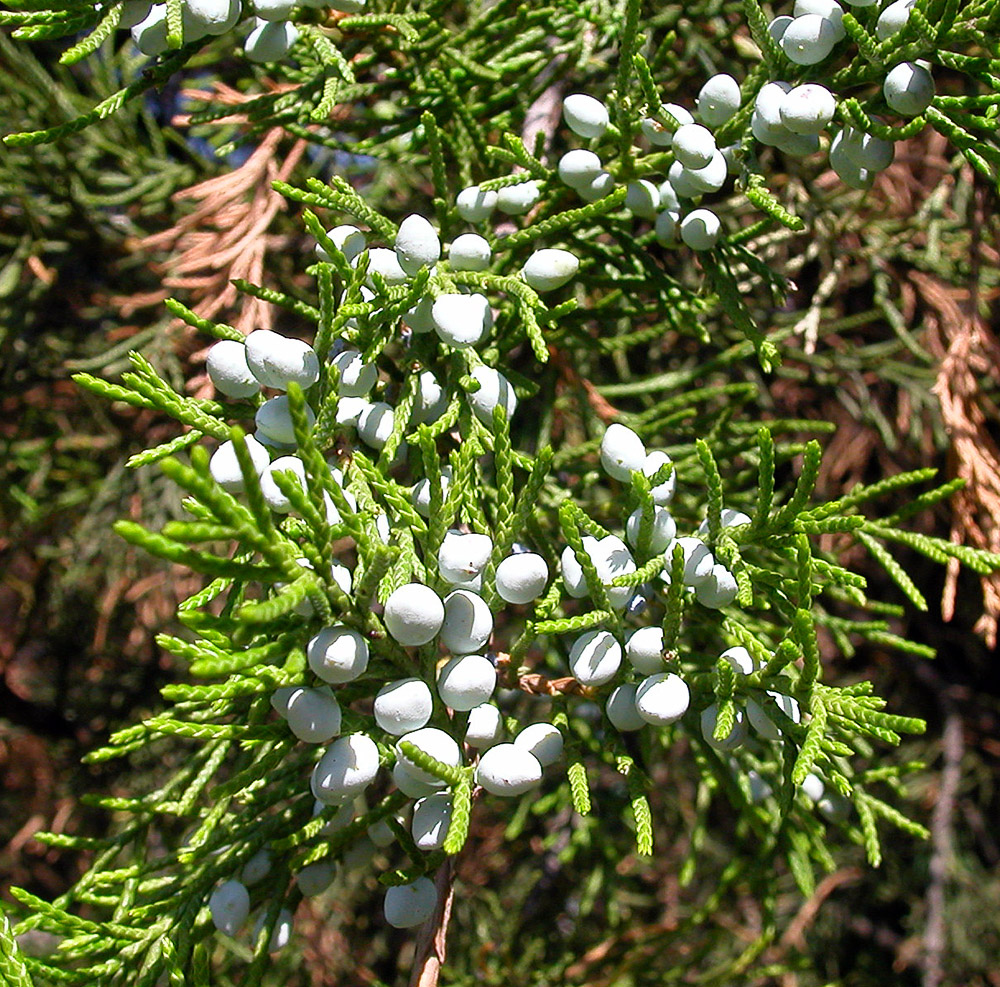 Image of Juniperus virginiana specimen.