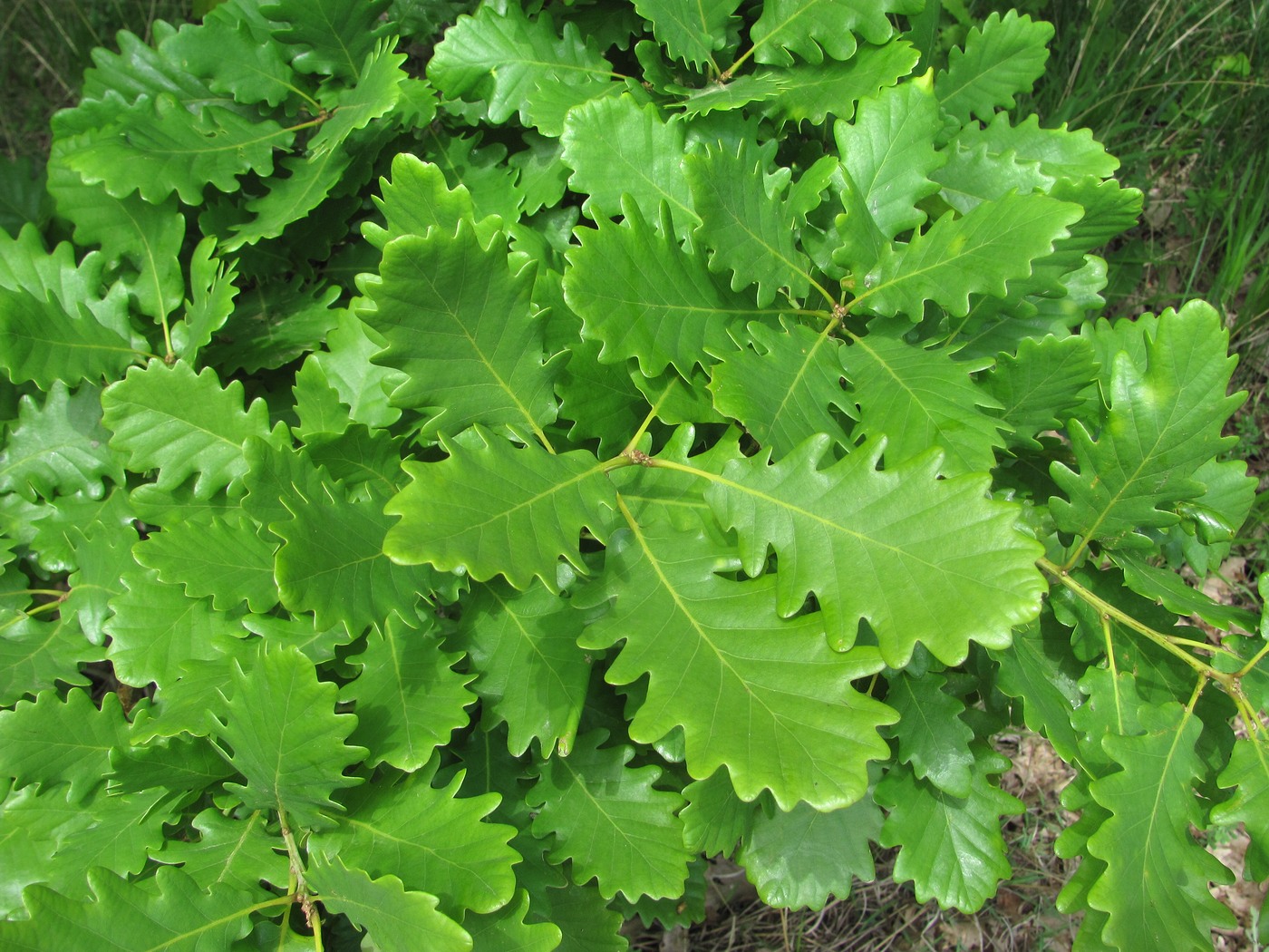 Image of Quercus petraea specimen.