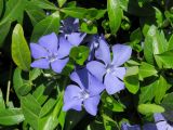 Vinca minor