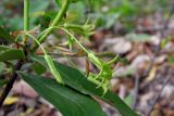 Daphne albowiana