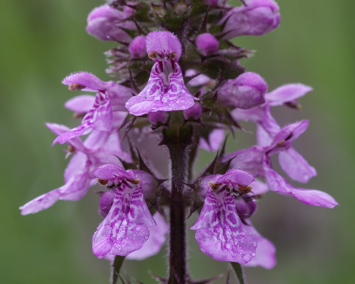 Изображение особи Stachys palustris.