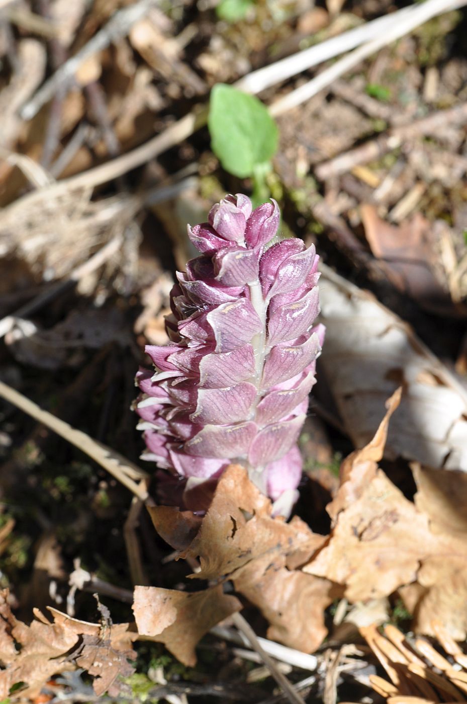 Image of Lathraea squamaria specimen.