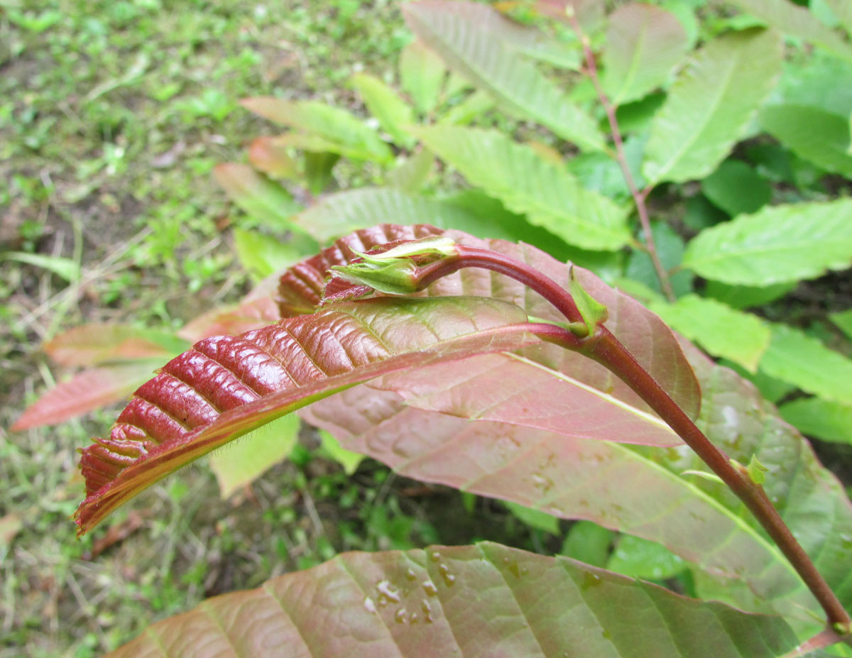 Image of Castanea sativa specimen.