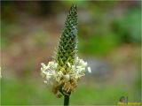 Plantago lanceolata. Соцветие. Украина, Львовская обл., Сколевский р-н, национальный природный парк \"Сколевские Бескиды\", окр. с. Каменка, лесная поляна. 20.05.2018.