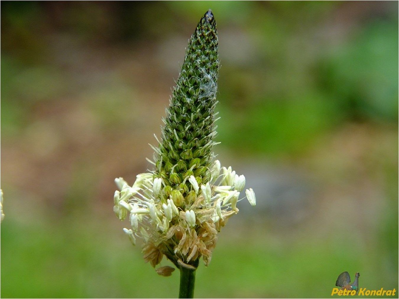 Image of Plantago lanceolata specimen.