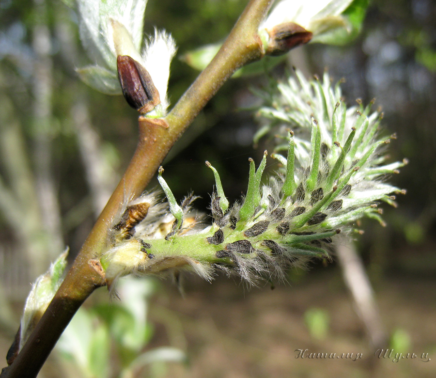 Image of Salix caprea specimen.