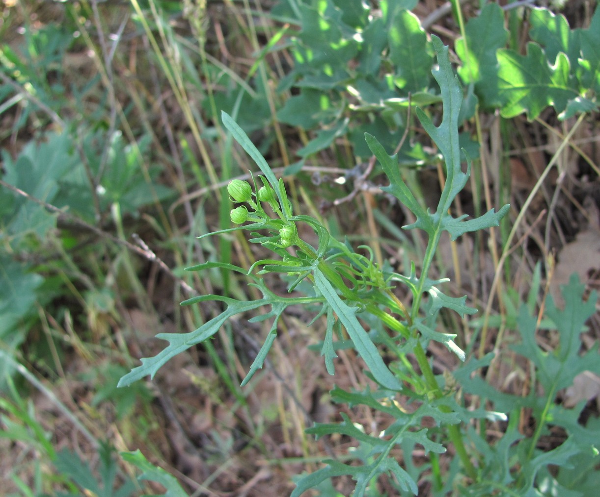 Image of Senecio jacobaea specimen.