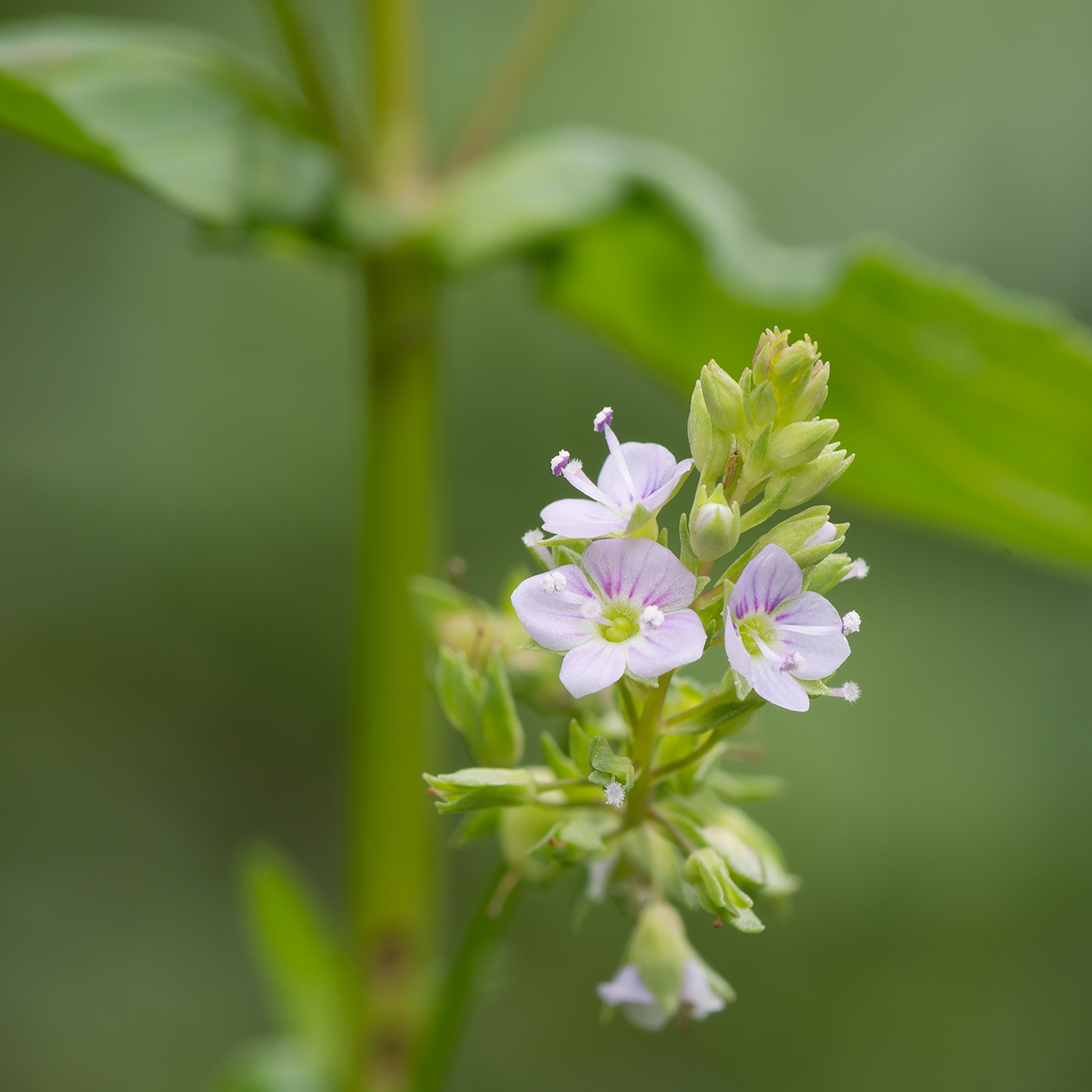 Image of Veronica anagallis-aquatica specimen.