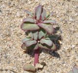 Euphorbia peplis. Побег с соцветиями. Греция, Халкидики, окр. с. Айос Мамас (Άγιος Μάμας), пляж. 10.07.2018.