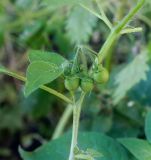 Solanum nigrum
