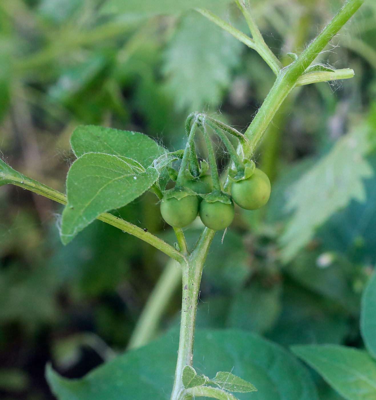 Изображение особи Solanum nigrum.