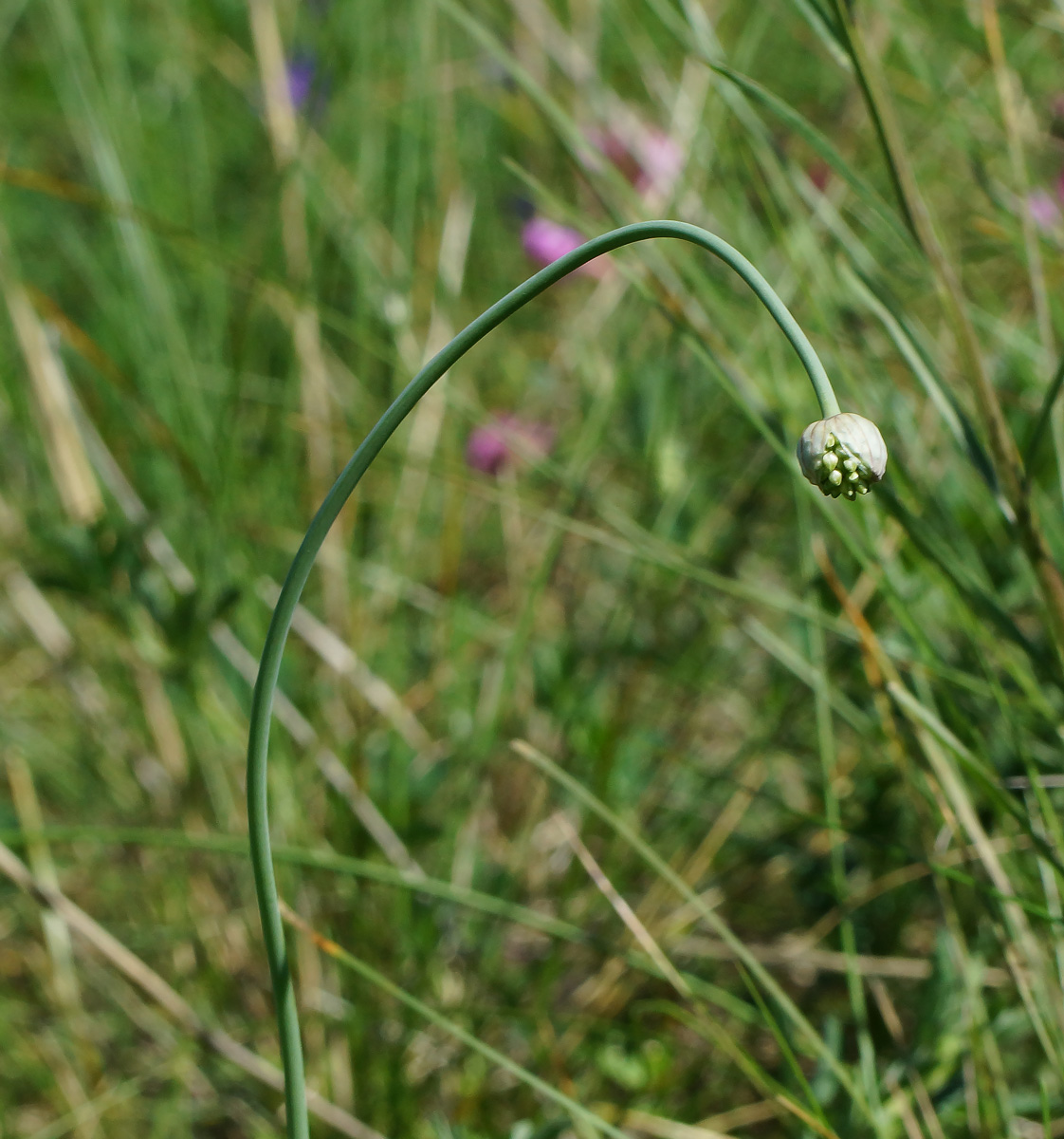 Image of Allium pallasii specimen.