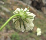 род Scabiosa. Соцветие (вид со стороны обёртки). Кабардино-Балкария, Эльбрусский р-н, окр. пос. Эльбрус, ок. 1800 м н.у.м., склон горы. 09.08.2018.