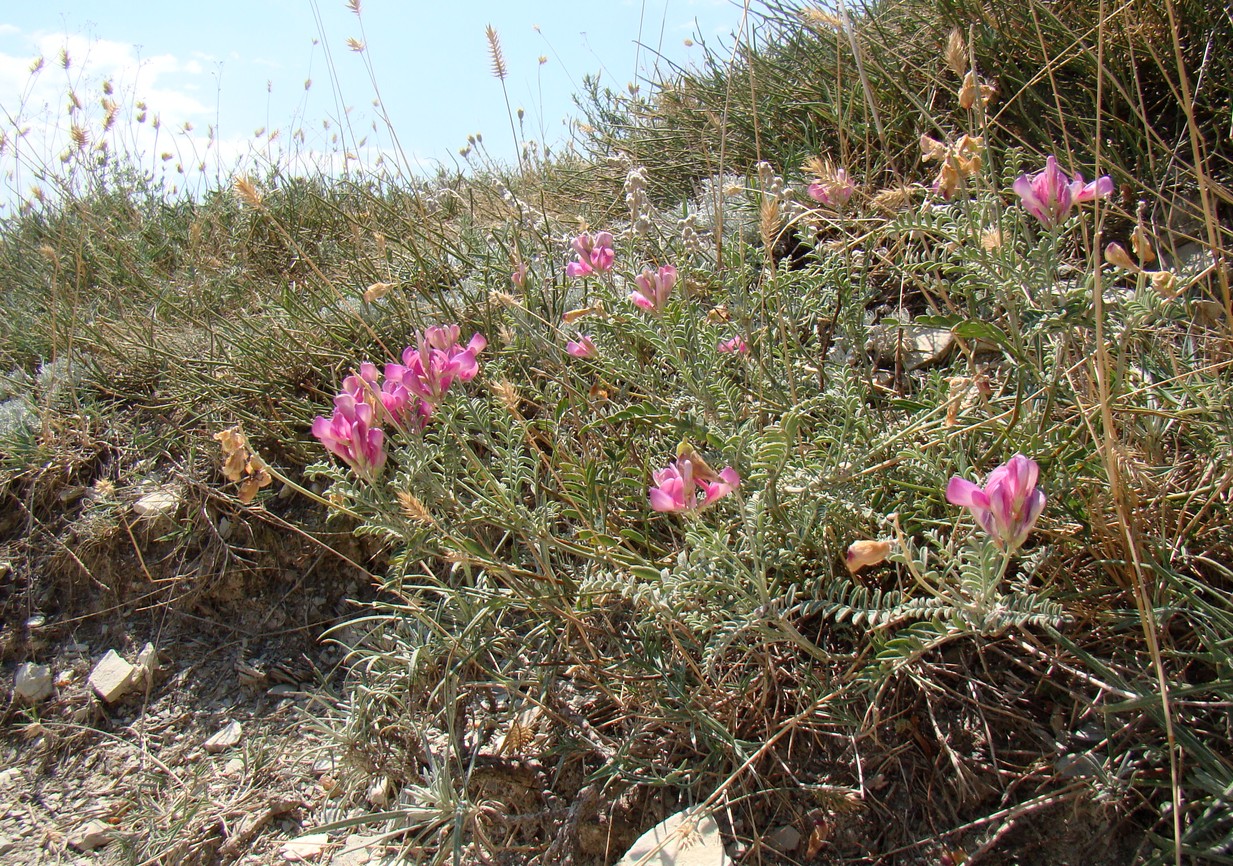 Image of Hedysarum tauricum specimen.