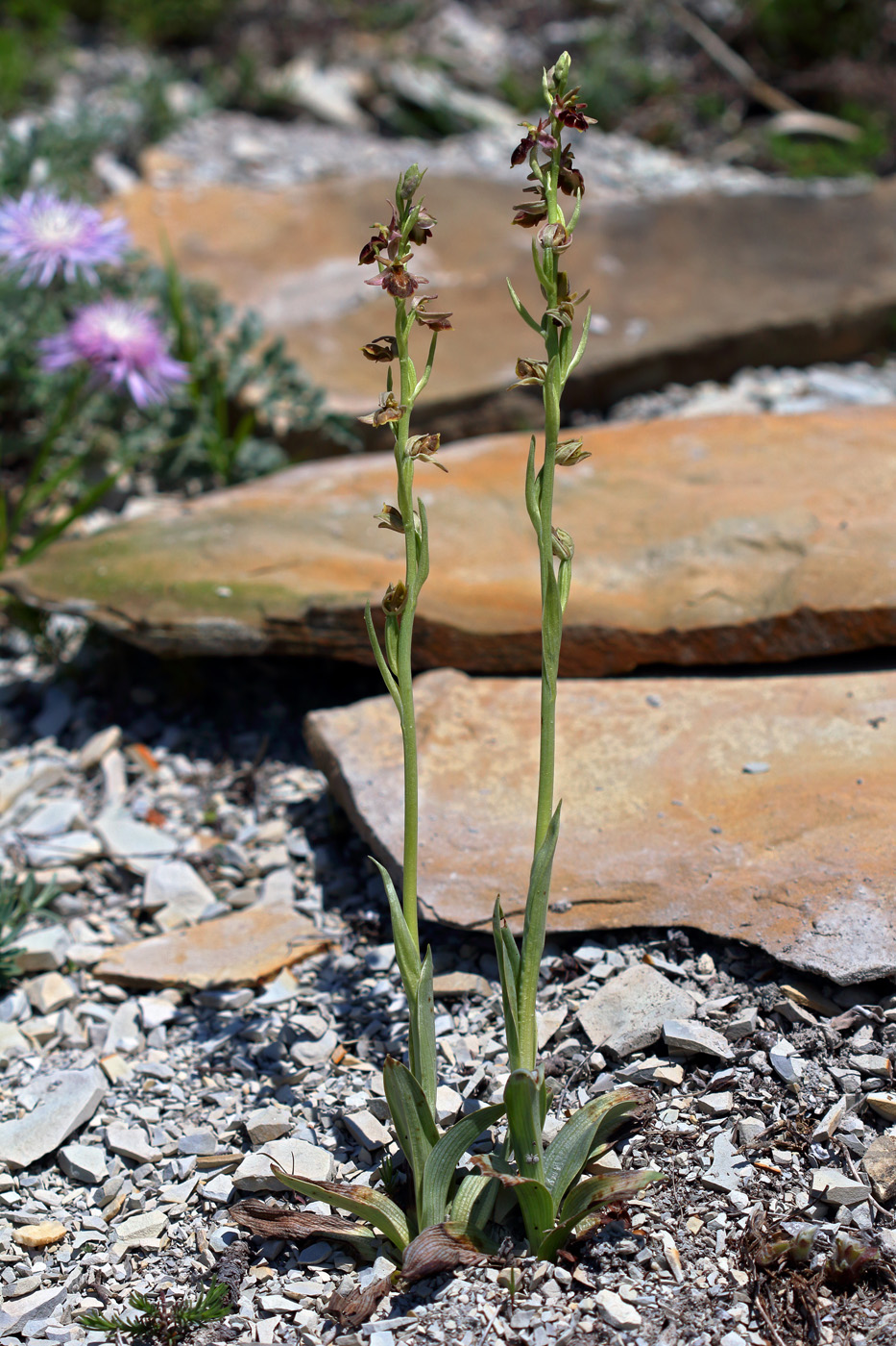 Изображение особи Ophrys mammosa ssp. caucasica.