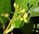 Viburnum utile