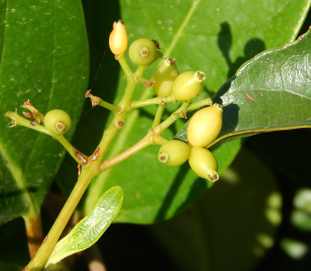 Image of Viburnum utile specimen.