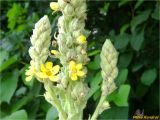 Verbascum densiflorum