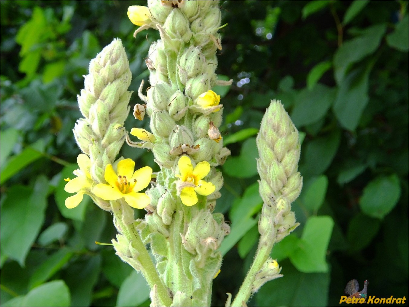 Изображение особи Verbascum densiflorum.