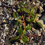 Salix saxatilis