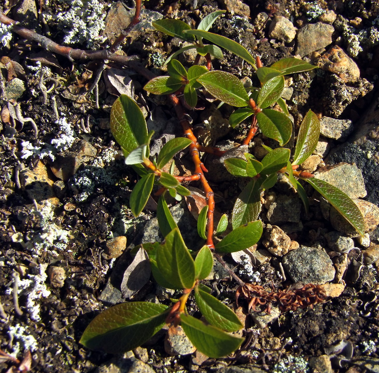 Изображение особи Salix saxatilis.