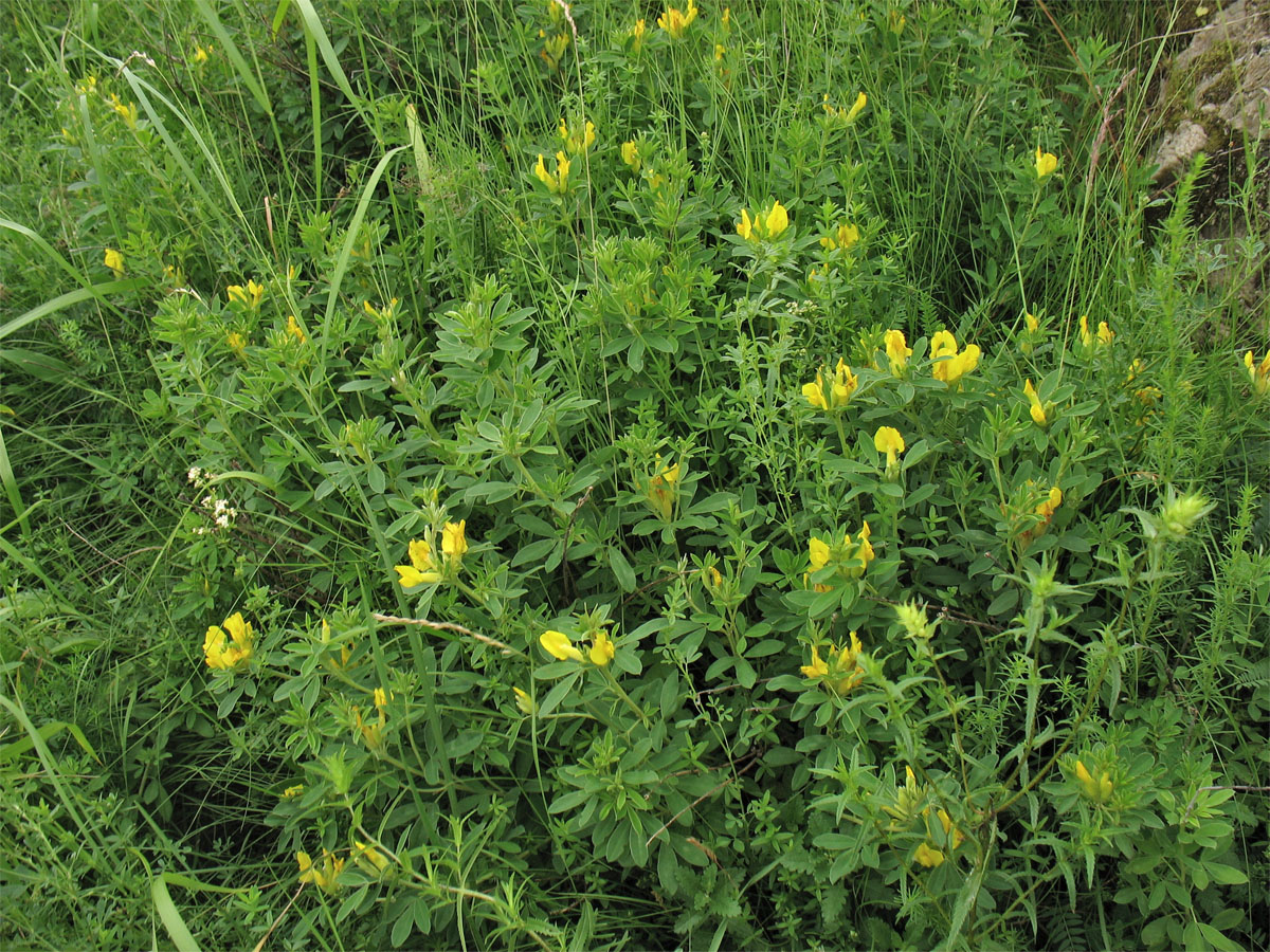 Изображение особи Chamaecytisus blockianus.