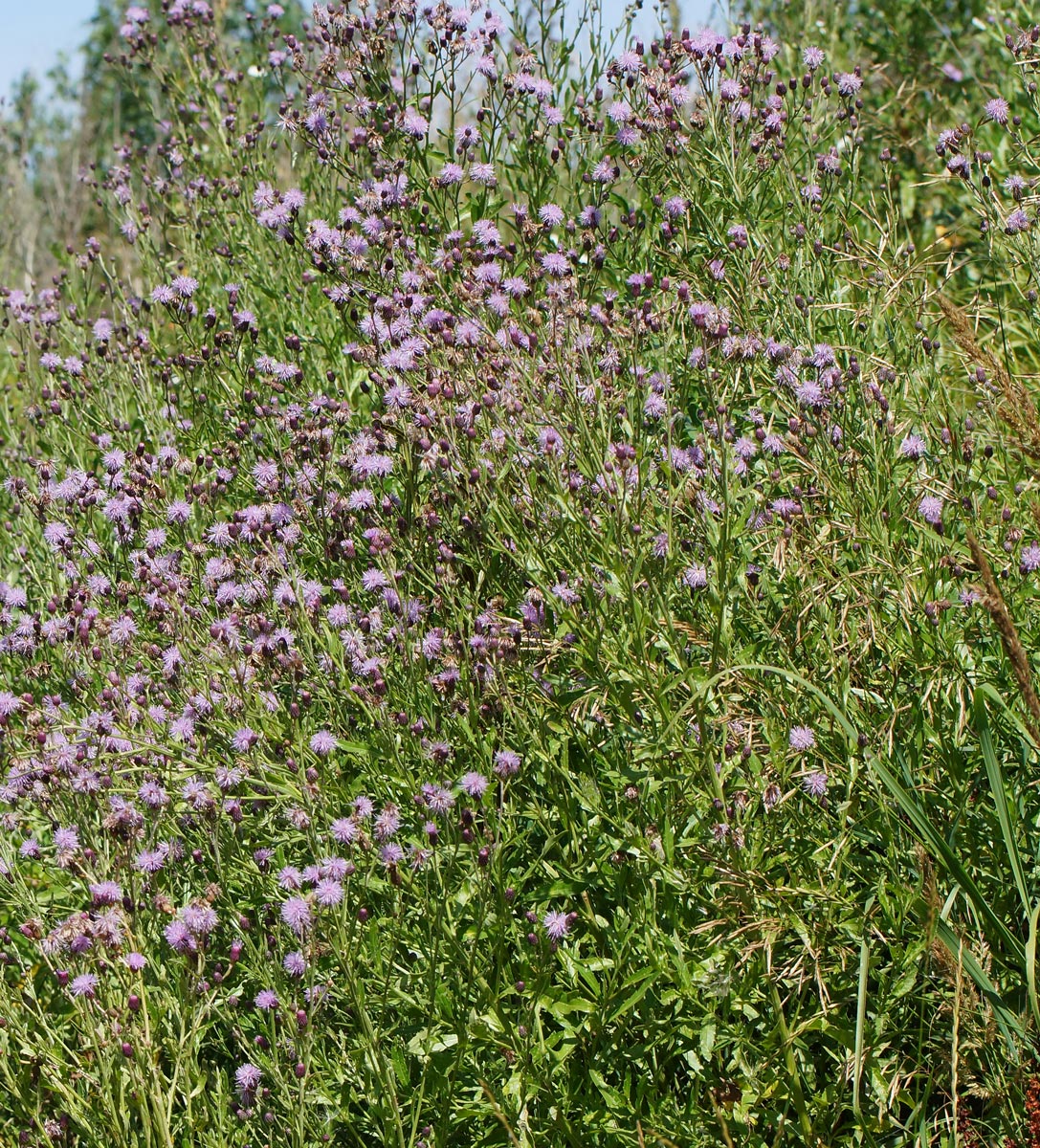 Image of Cirsium setosum specimen.