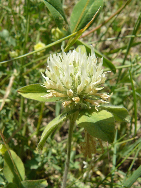 Изображение особи род Trifolium.