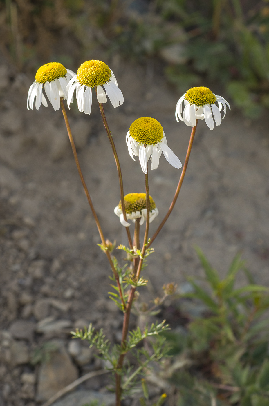 Изображение особи Pyrethrum abrotanifolium.