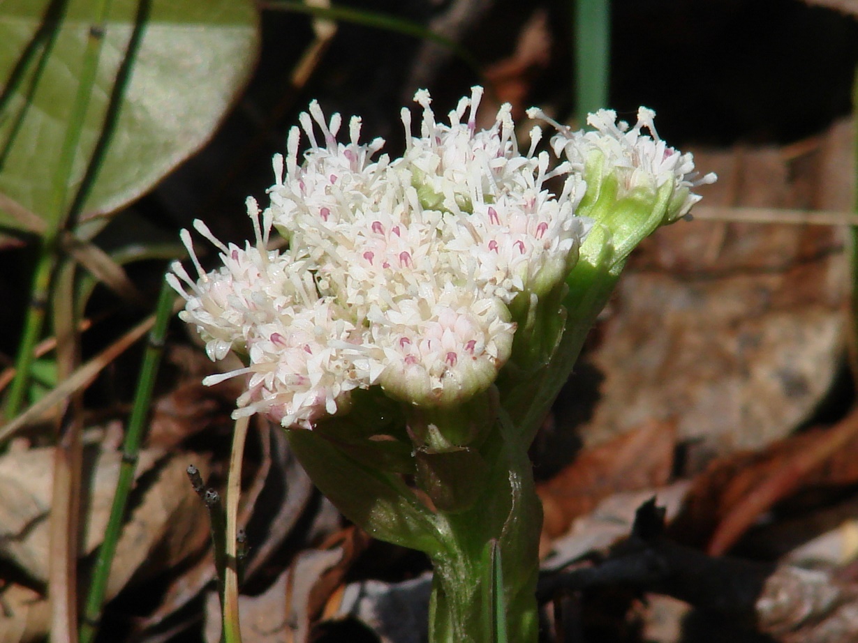 Изображение особи Petasites rubellus.