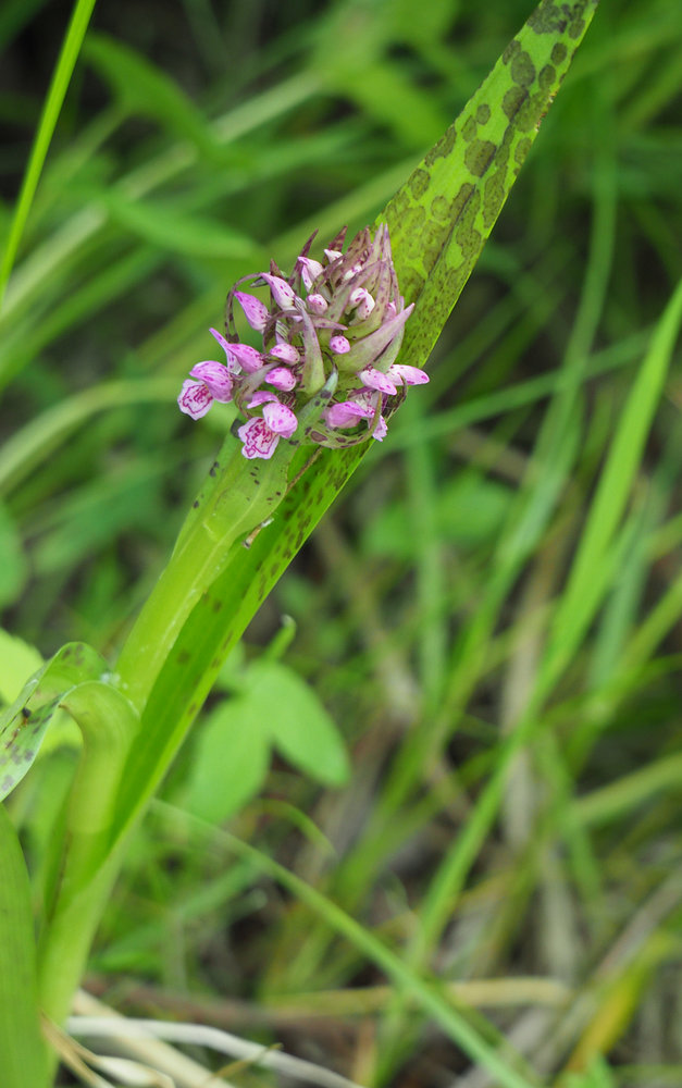 Image of Dactylorhiza incarnata specimen.