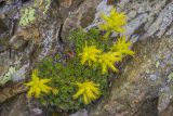 Saxifraga unifoveolata