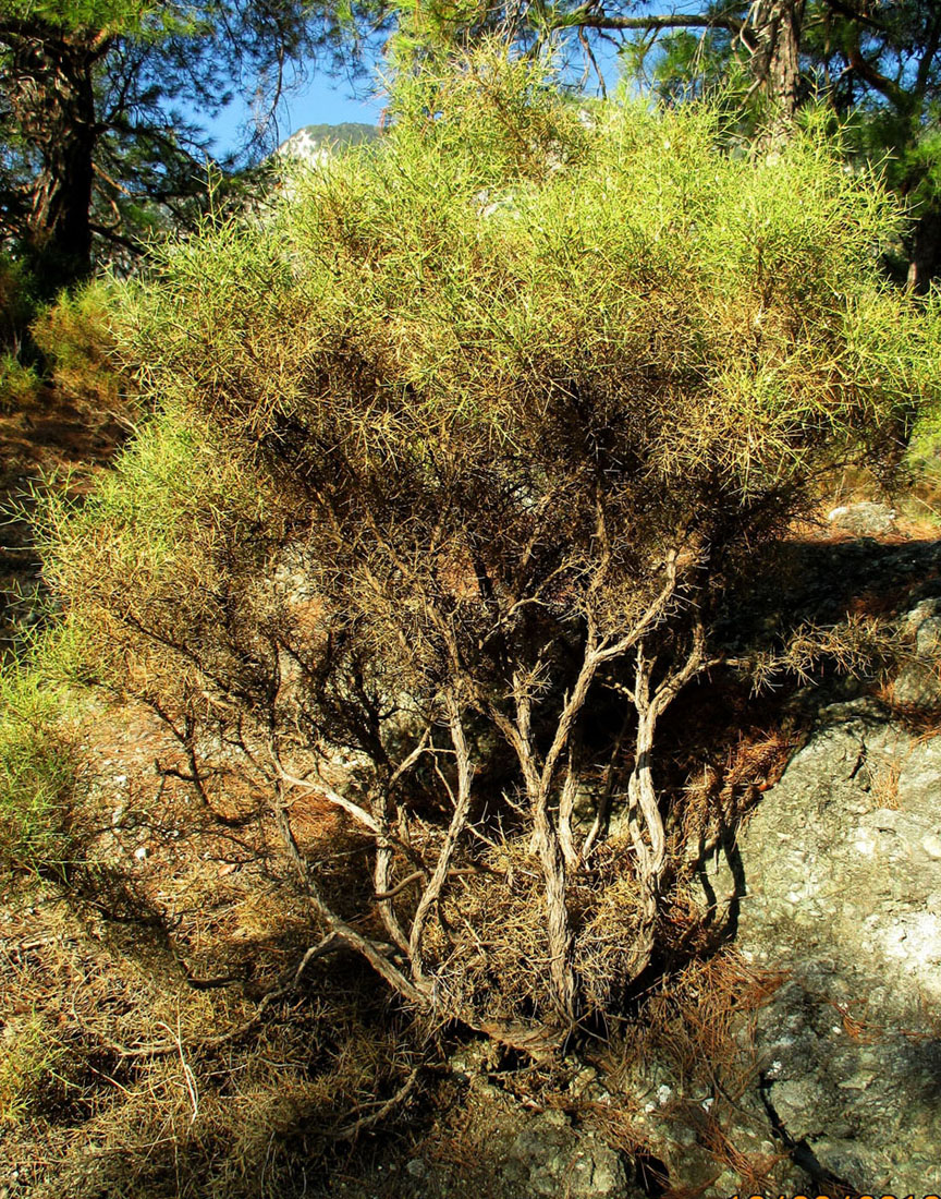 Изображение особи Genista acanthoclada.