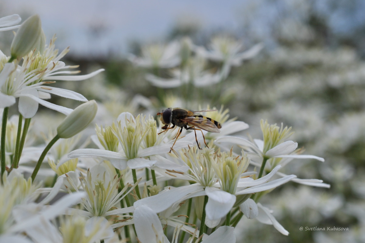 Image of Clematis recta specimen.