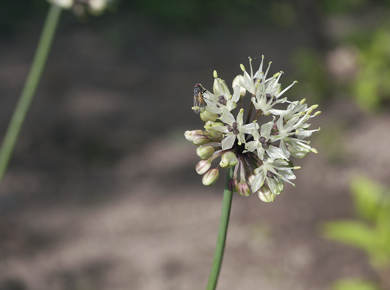 Image of Allium ochotense specimen.