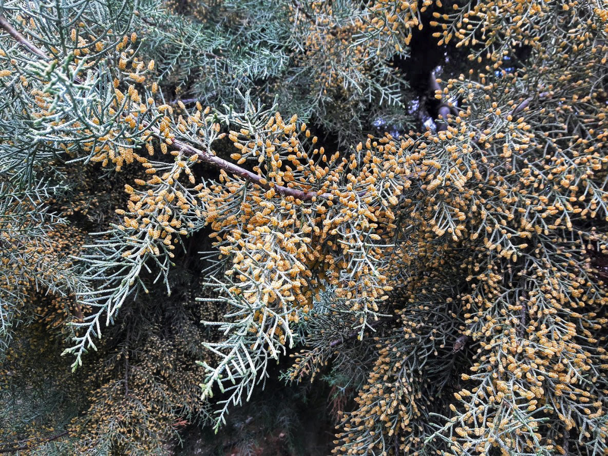 Image of Cupressus arizonica specimen.