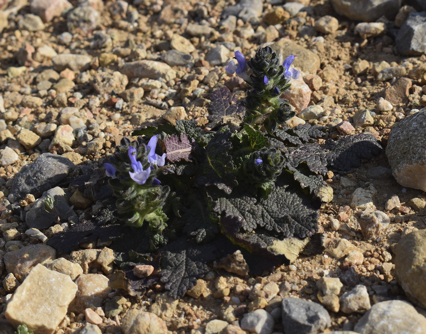 Image of Salvia verbenaca specimen.