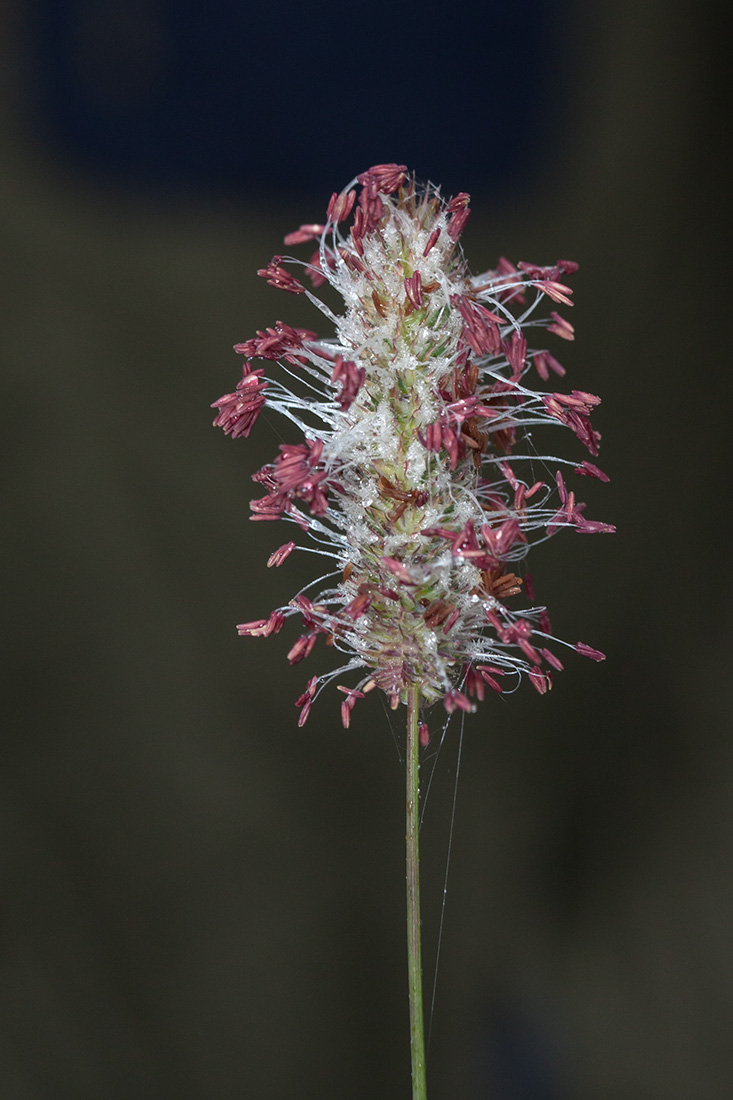 Image of Phleum pratense specimen.