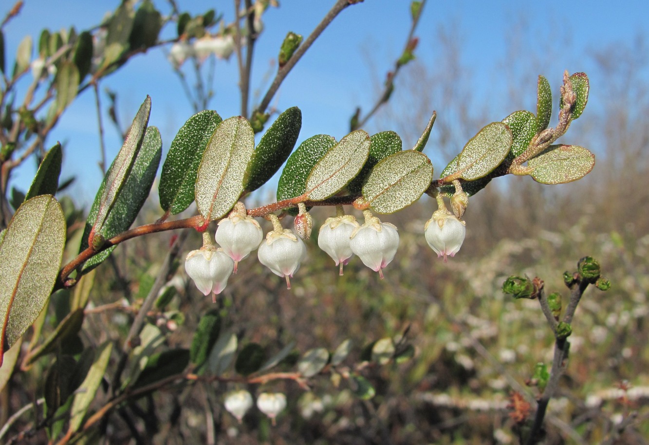 Image of Chamaedaphne calyculata specimen.