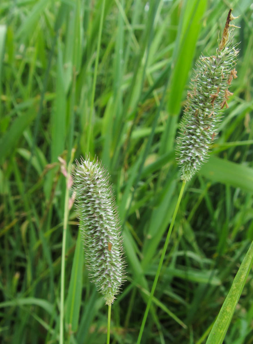 Image of Phleum pratense specimen.