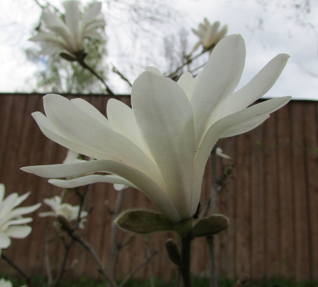 Image of Magnolia stellata specimen.