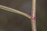 genus Bupleurum