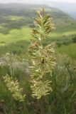 Koeleria macrantha. Соцветие. Крым, верхнее плато Чатырдага. 4 июля 2010 г.