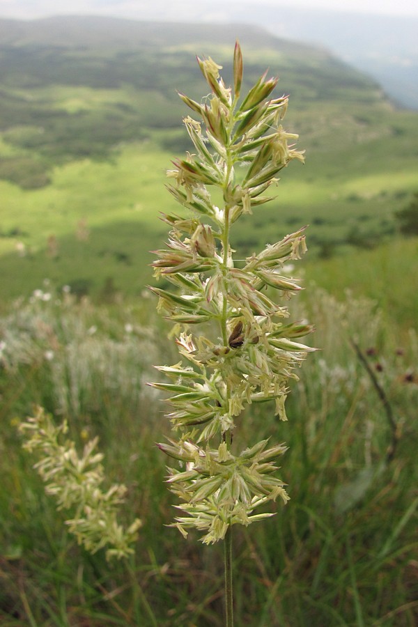 Image of Koeleria macrantha specimen.