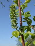 Salix abscondita